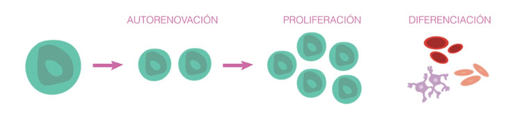 Células mesenquimales y medicina regenerativa