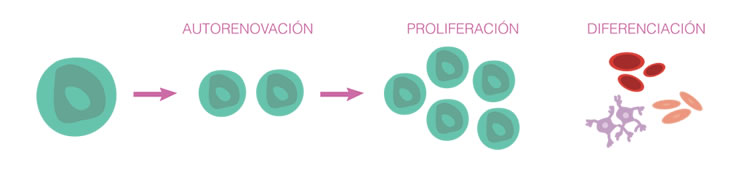 Clulas mesenquimales y medicina regenerativa