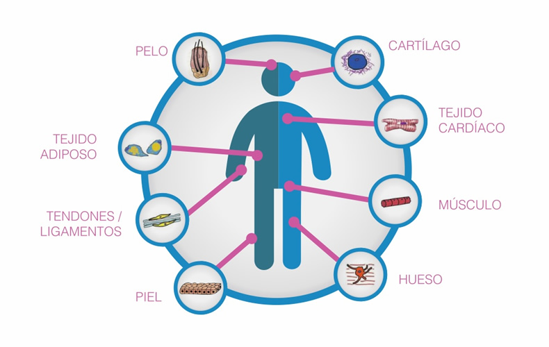 Qu son las clulas mesenquimales